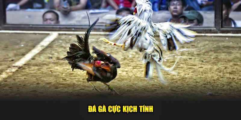 Đá gà cực kịch tính